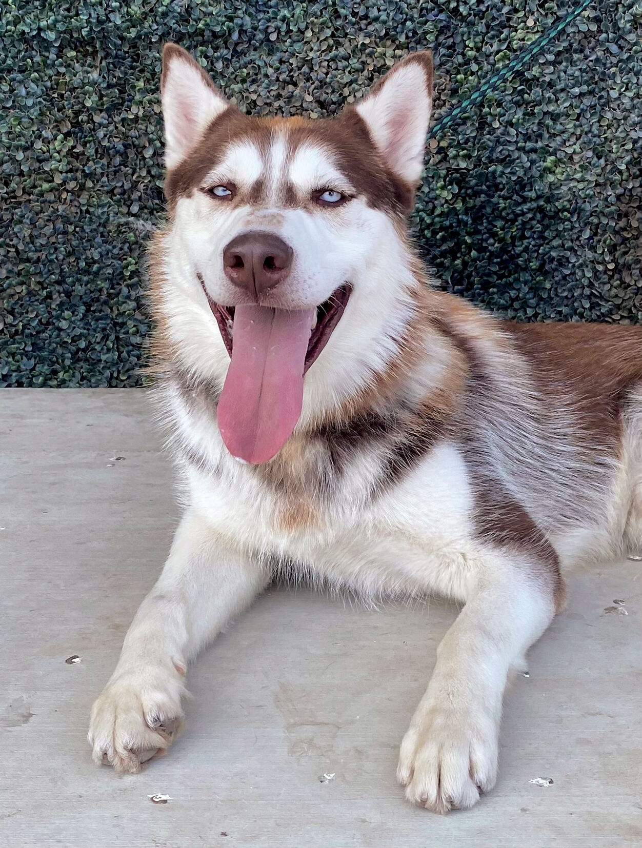 Magnum at the Tracy Animal Shelter